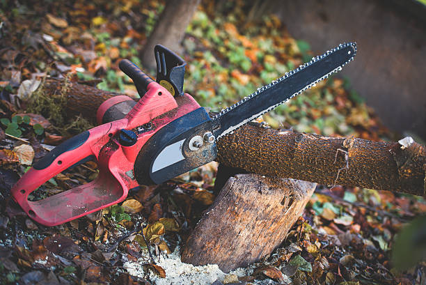 Trusted Remington, IN Tree Services Experts